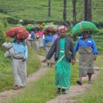 அதிமுக சார்பில் கோடை காலத்தை முன்னிட்டு முன்னாள் அமைச்சர் சி.த.செல்லப்பாண்டியன் பழரசம் சர்பத் வழங்கினார்.  